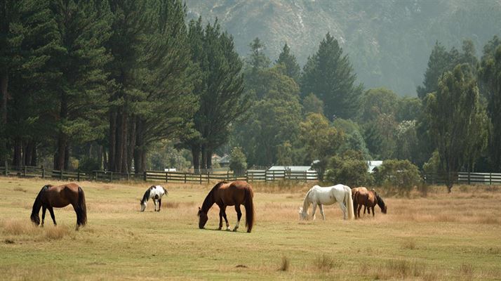 Indgræsning af hest - En nødvendighed for en sund hest